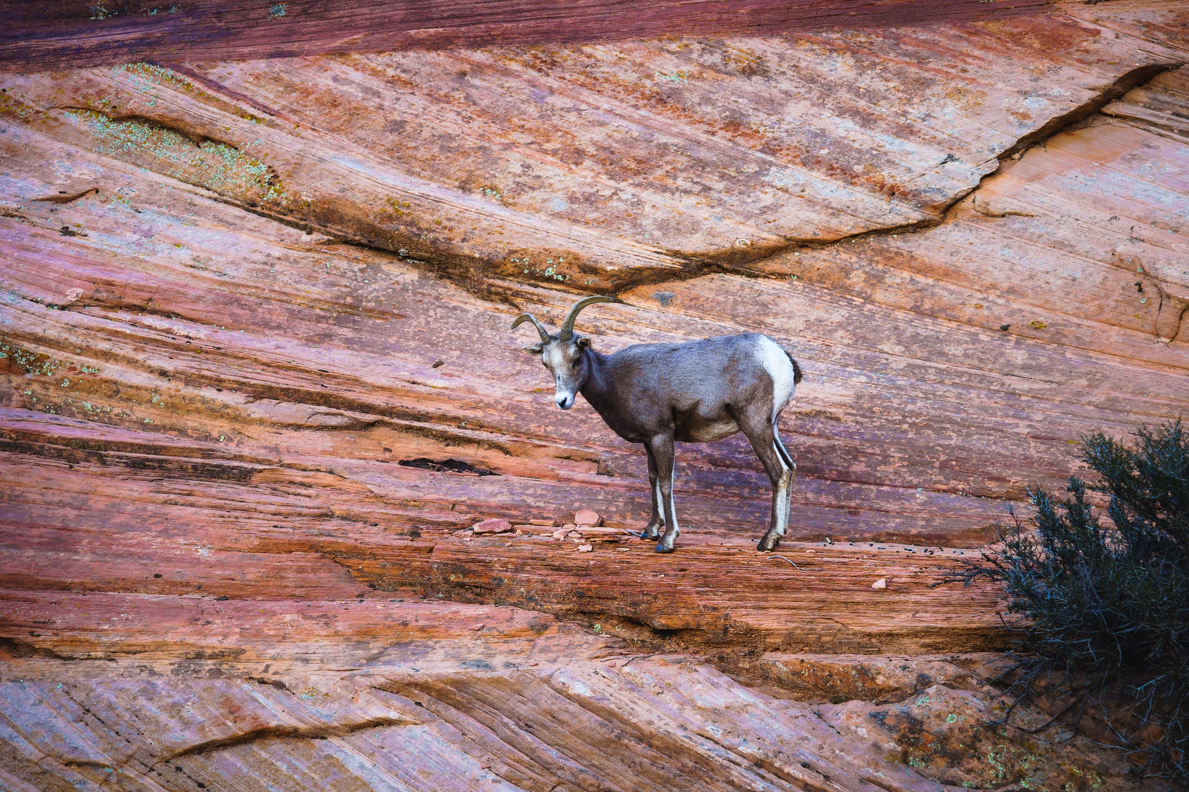 Bighorn Ewe on the Slickrock, Zion National Park, Utah